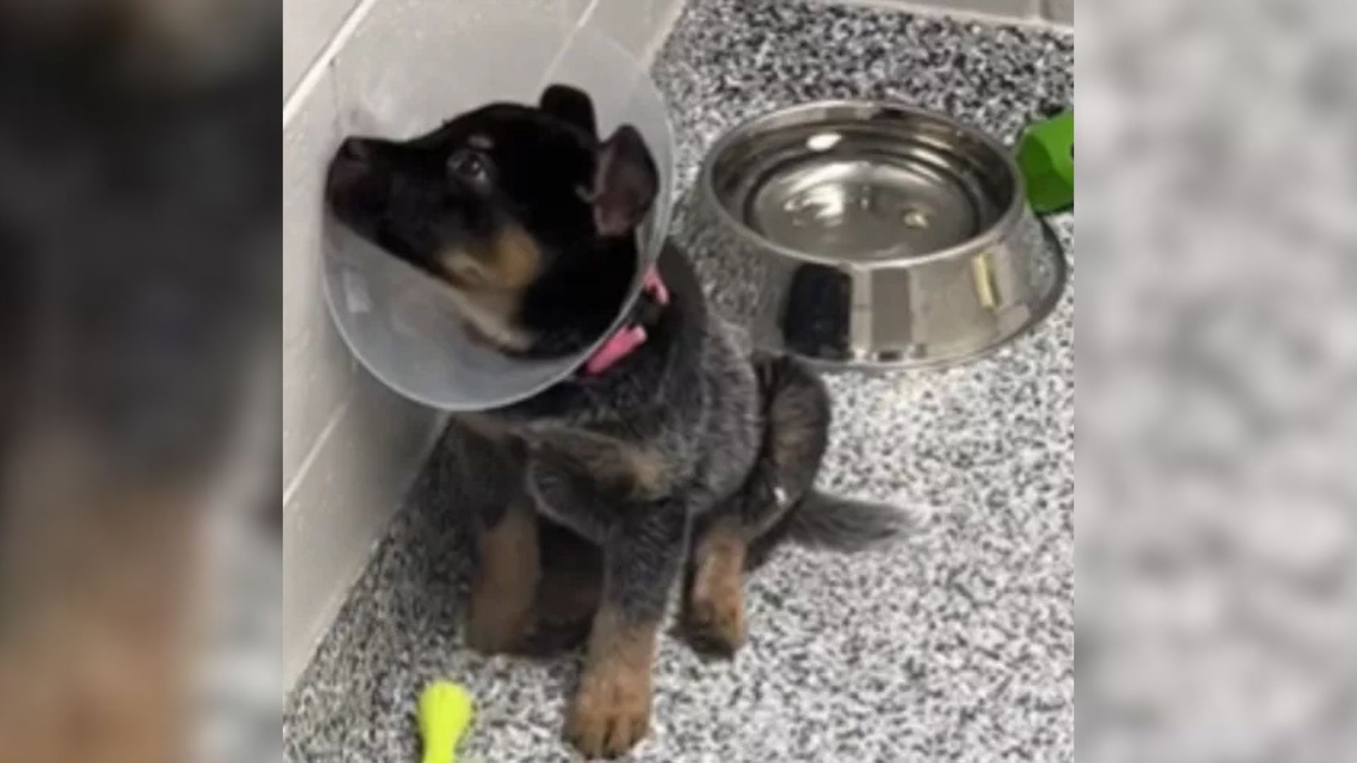 tiny black dog