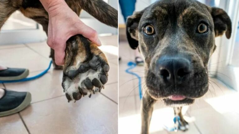 dog with rare condition