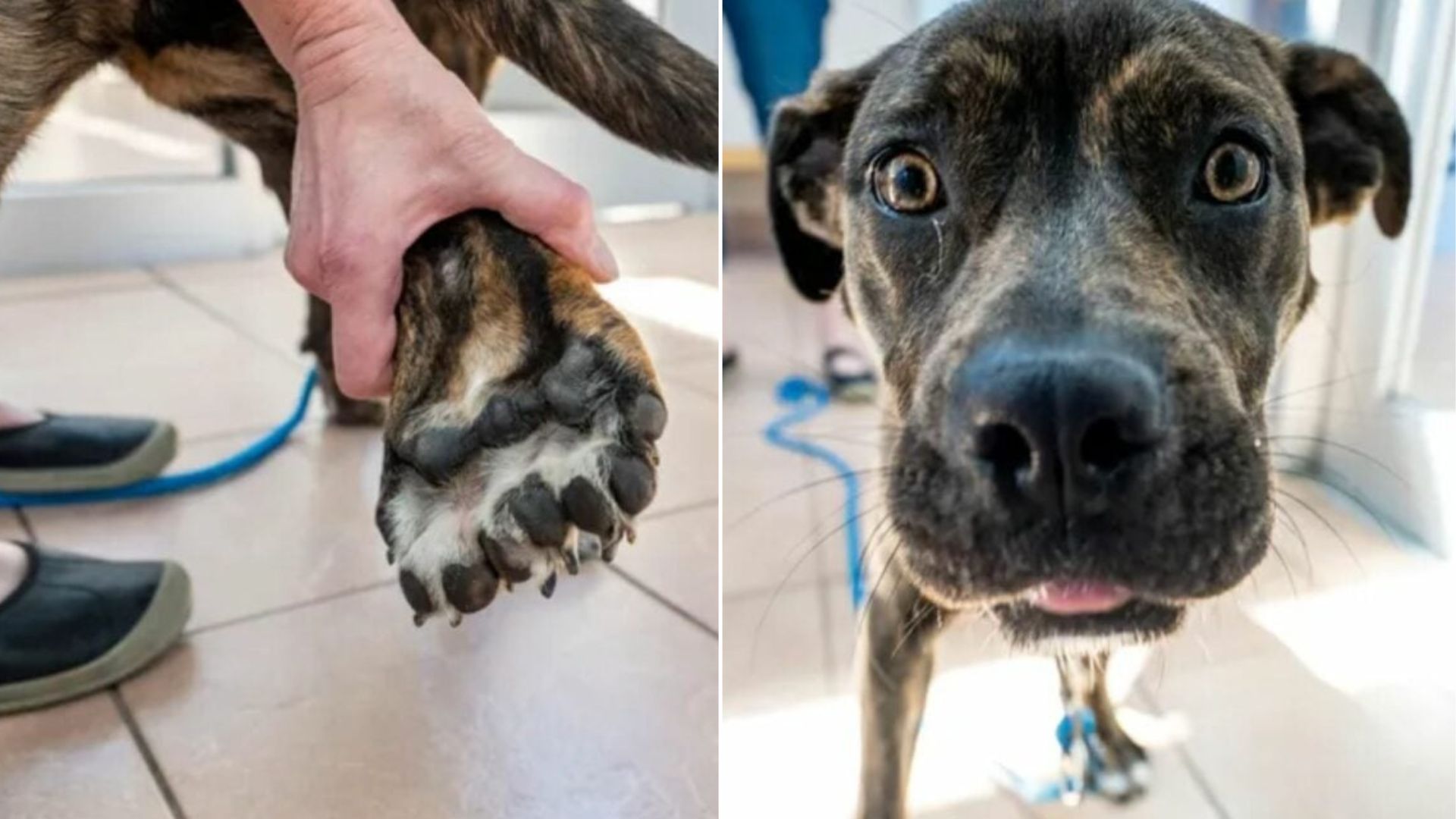 dog with rare condition
