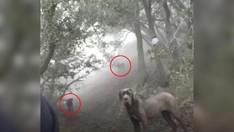 dogs in forest