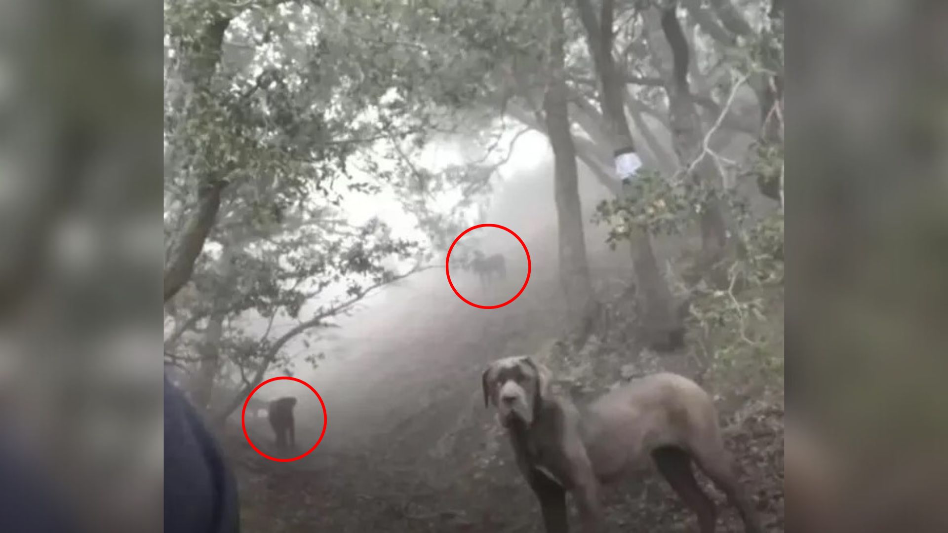 dogs in forest