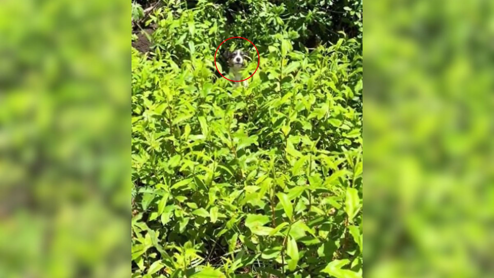 dog in bushes