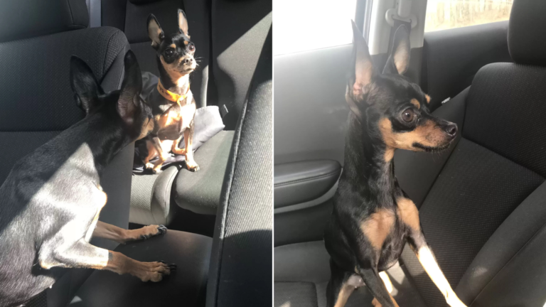 cute dog in car