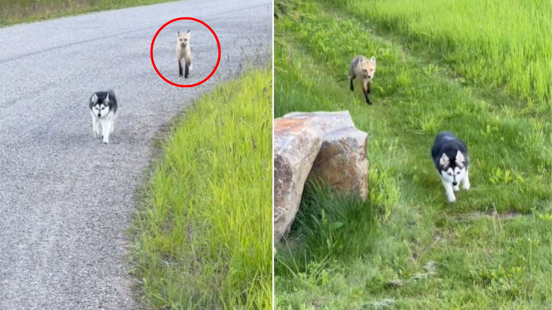 fox and dog