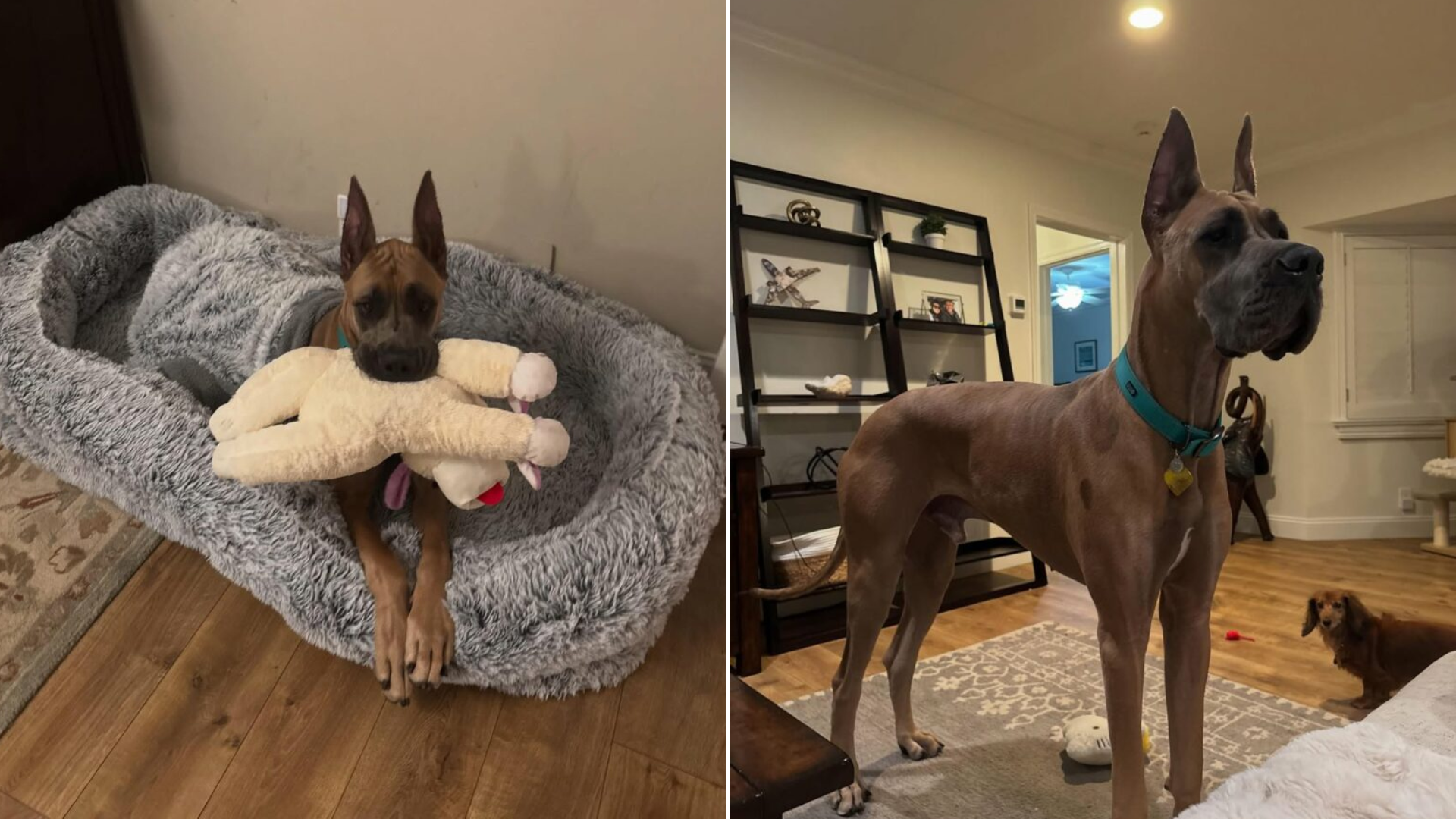 great dane dog before and after
