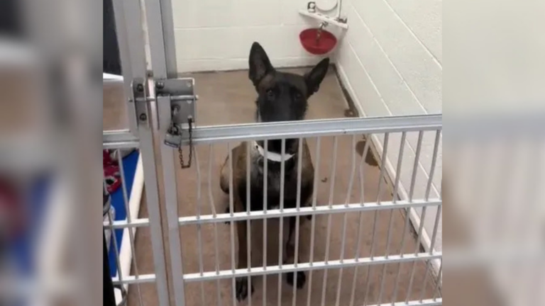 shelter dog