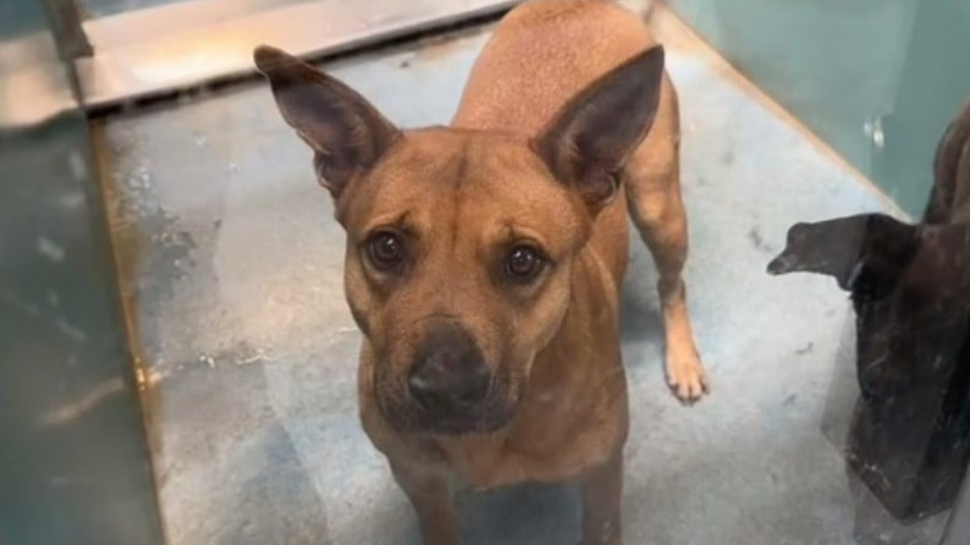 dog with sad eyes