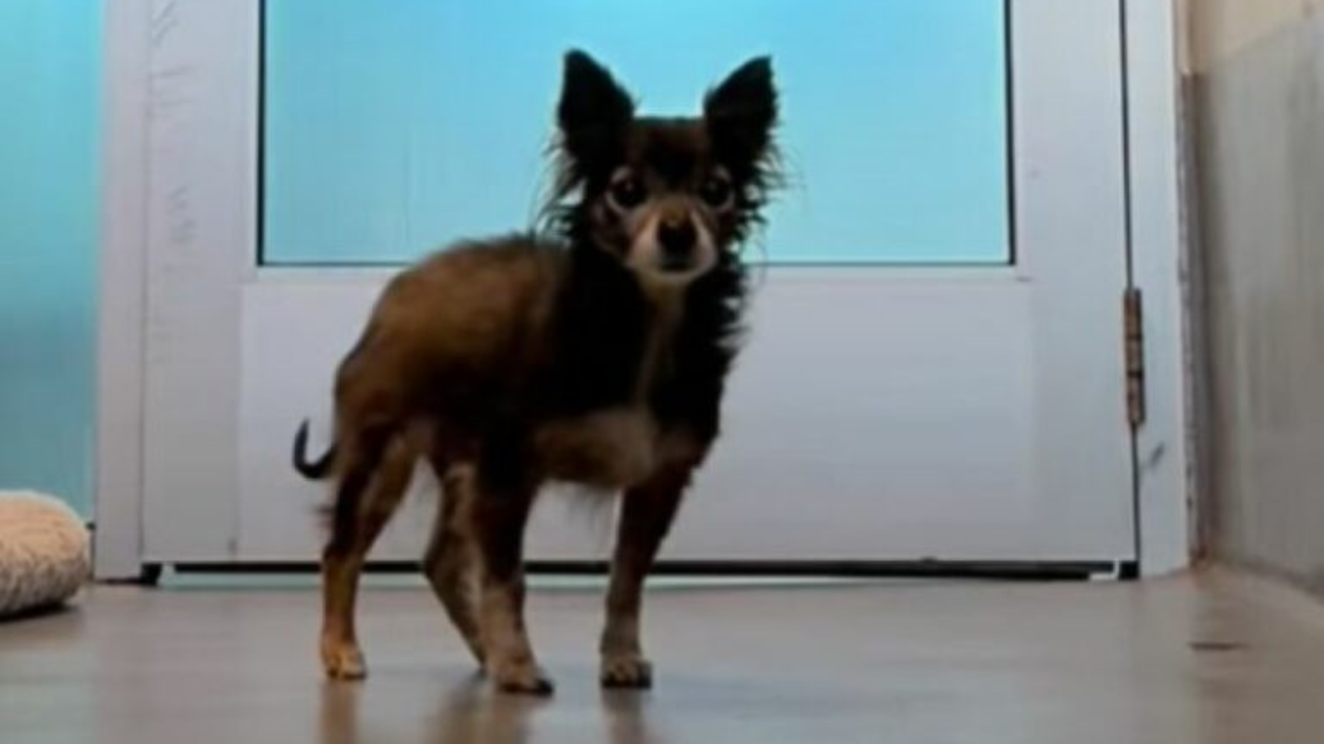 small senior dog