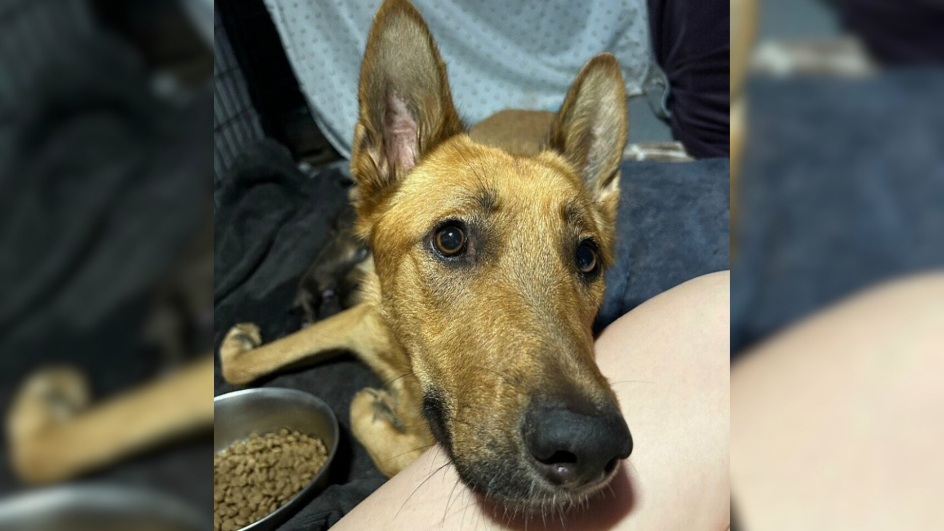dog face zoomed in