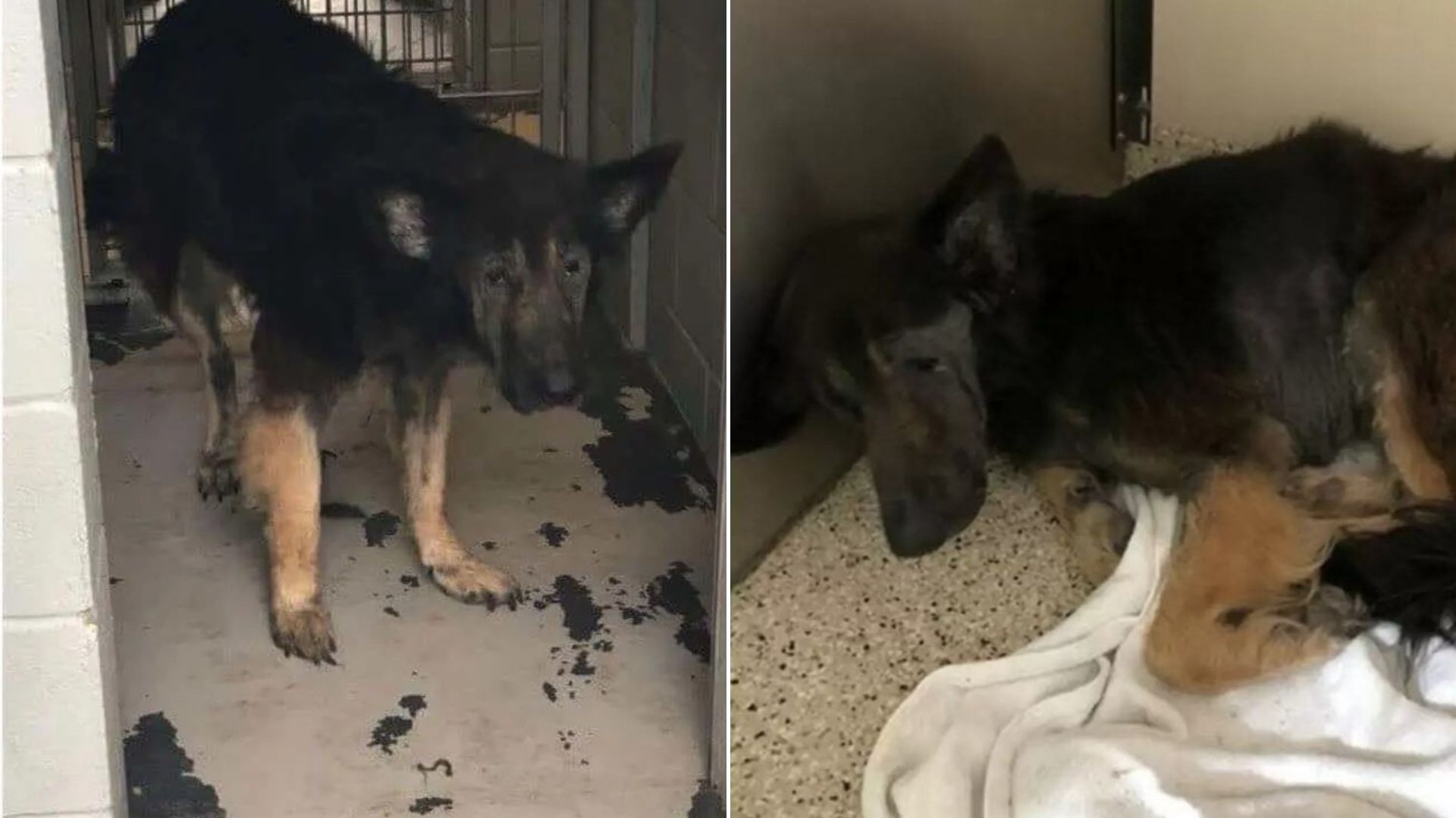 old German Shepherd