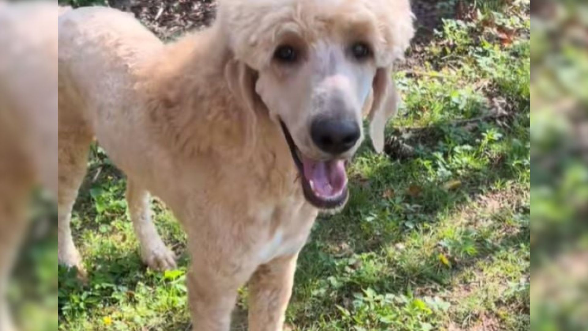 very cute senior dog