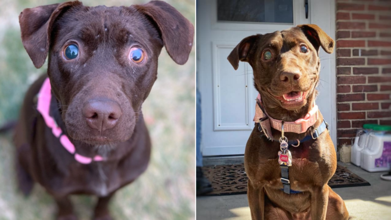 dog with cute expression