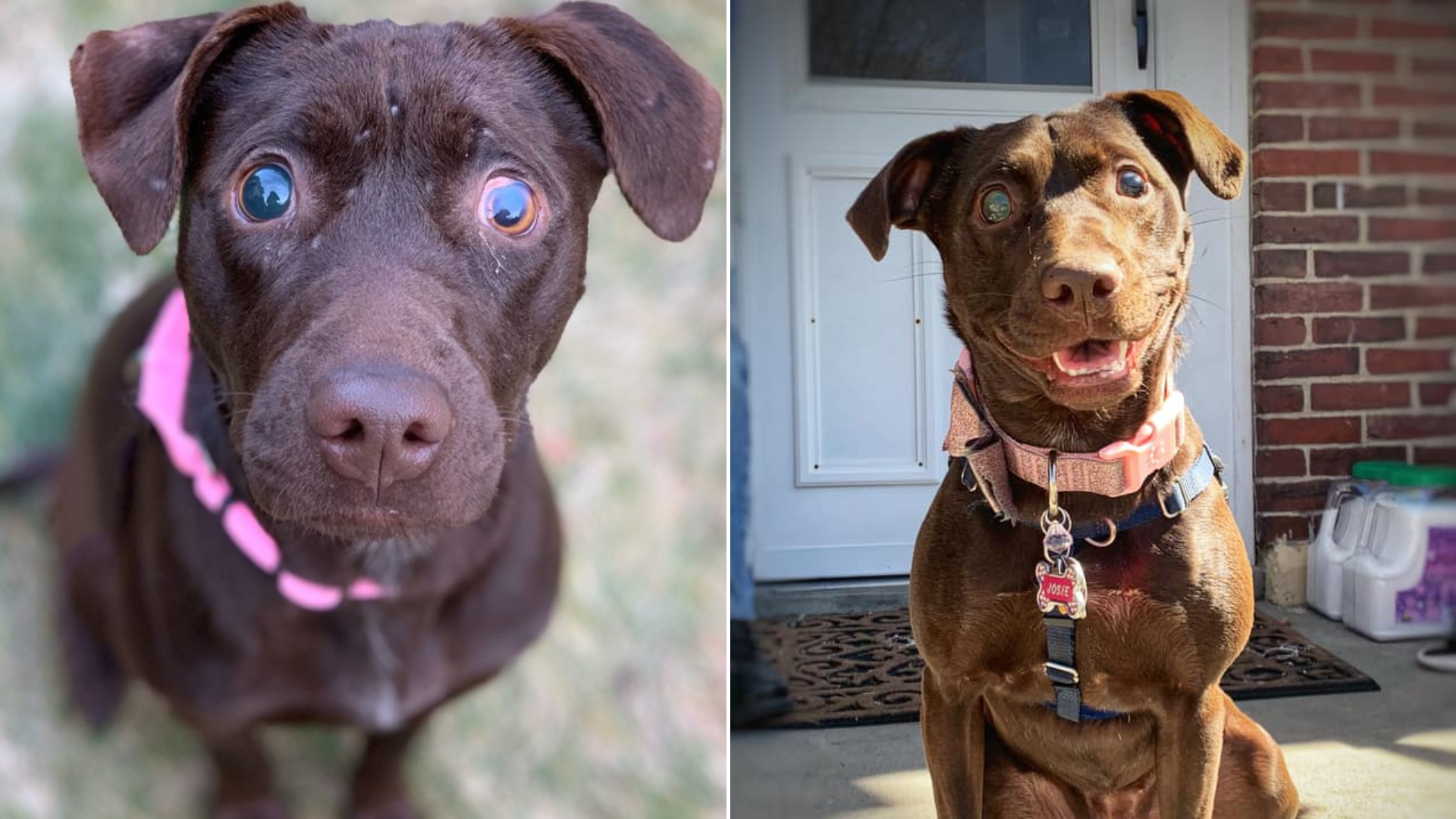 dog with cute expression