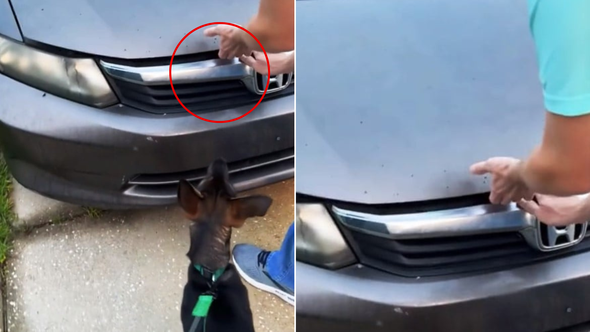 dog curious about car