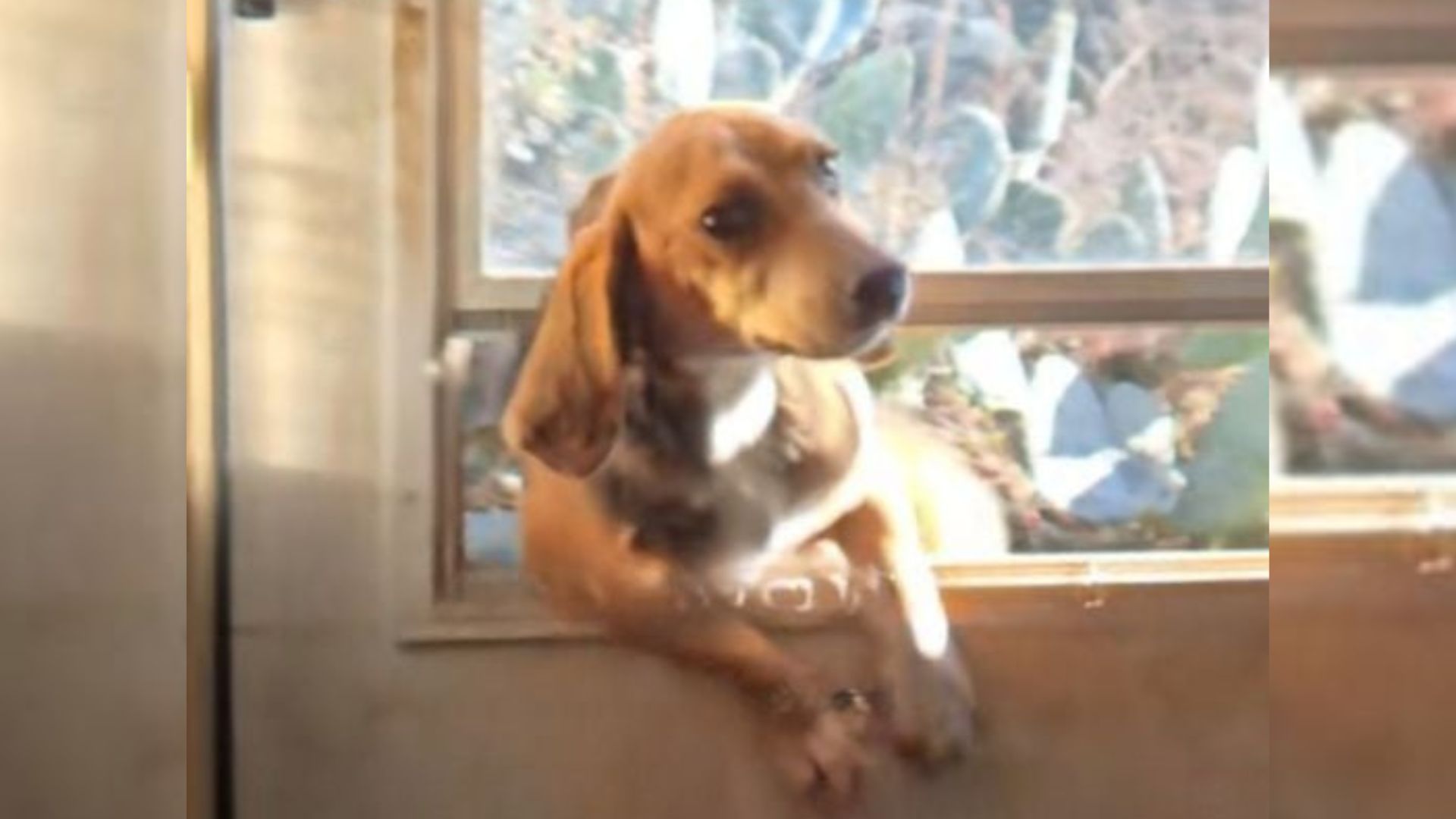 cute brown dog