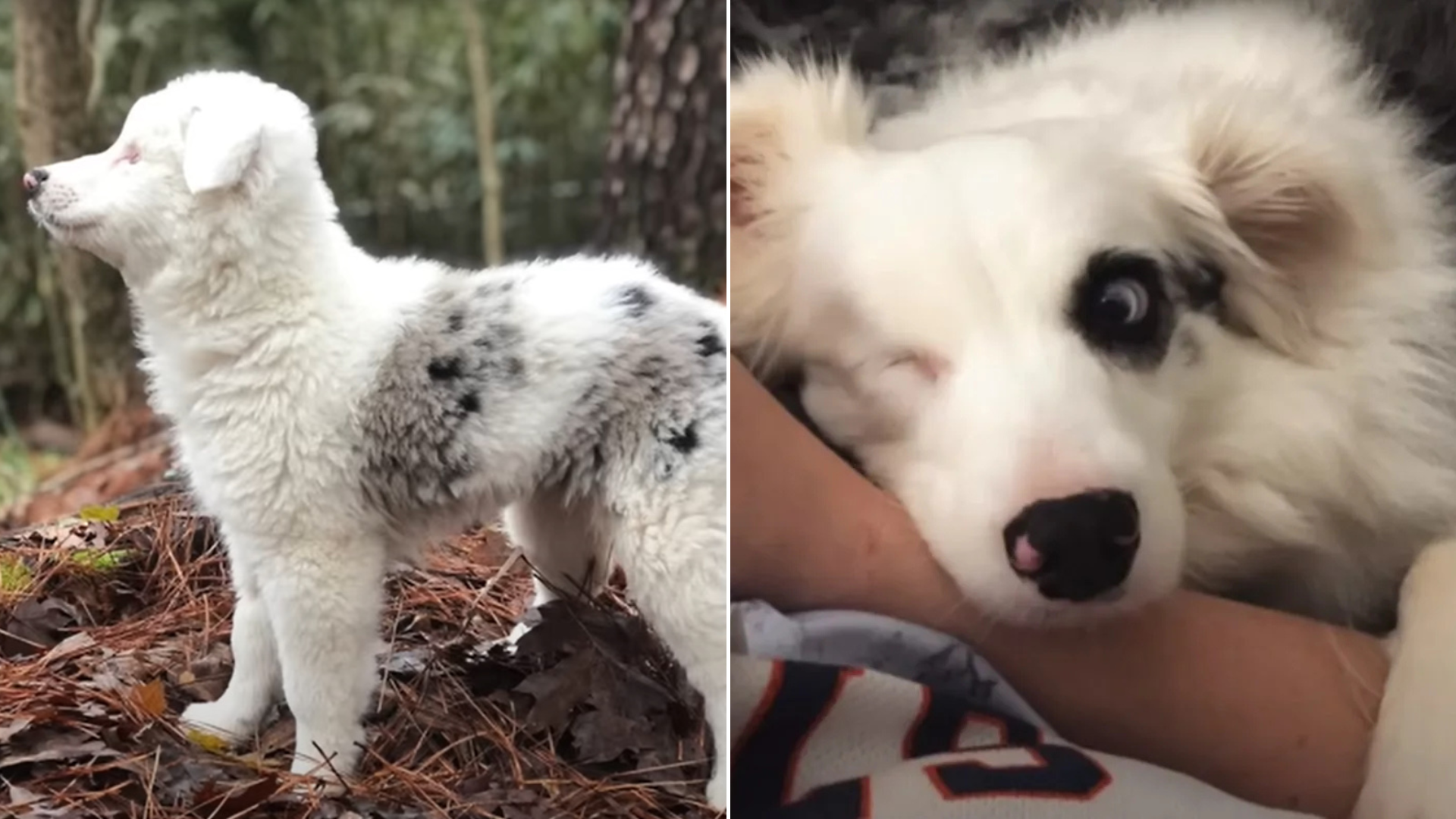 fluffy white dog