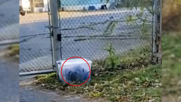 abandoned box