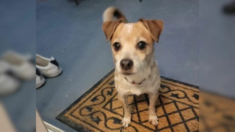 cute tiny dog