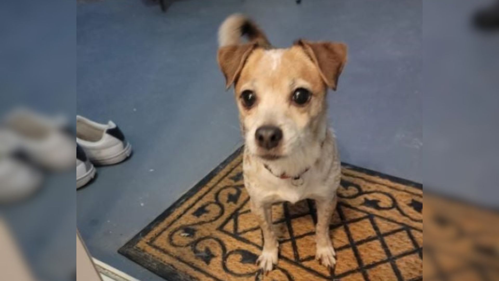 cute tiny dog