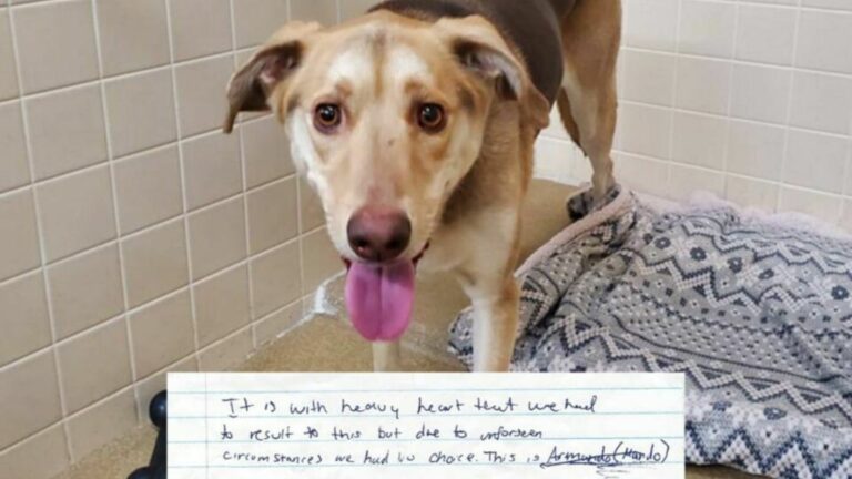 dog with note
