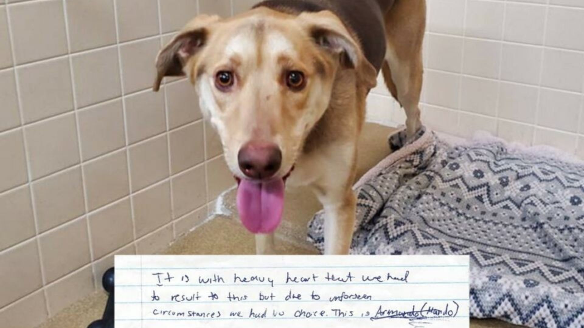 dog with note
