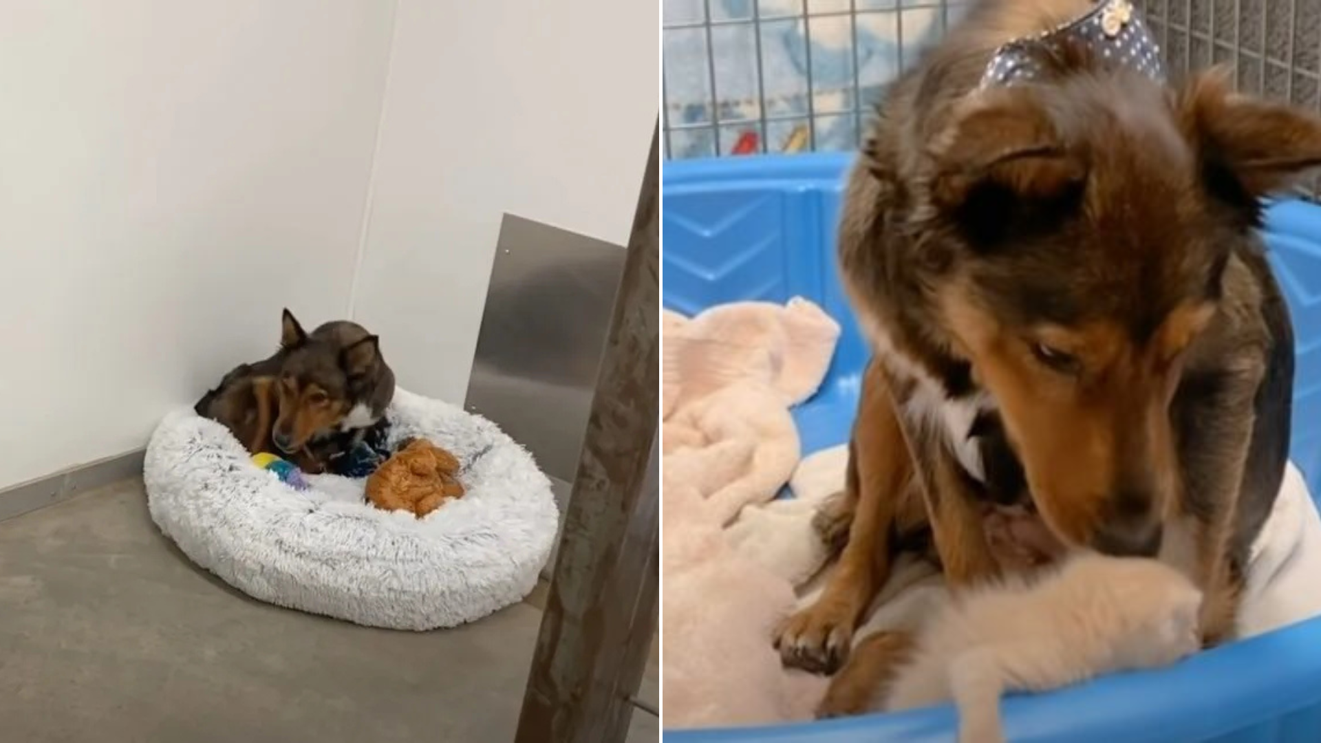 dog with kittens