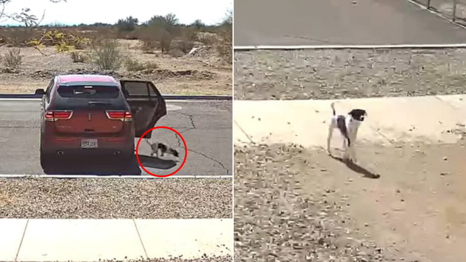 dog abandoned from car