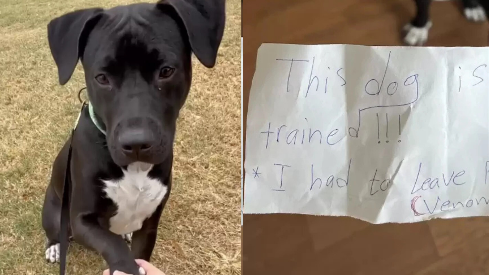 puppy with note