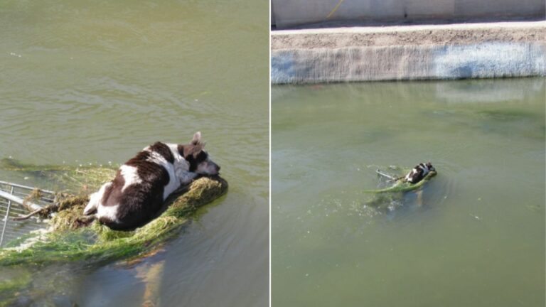 dog in canal