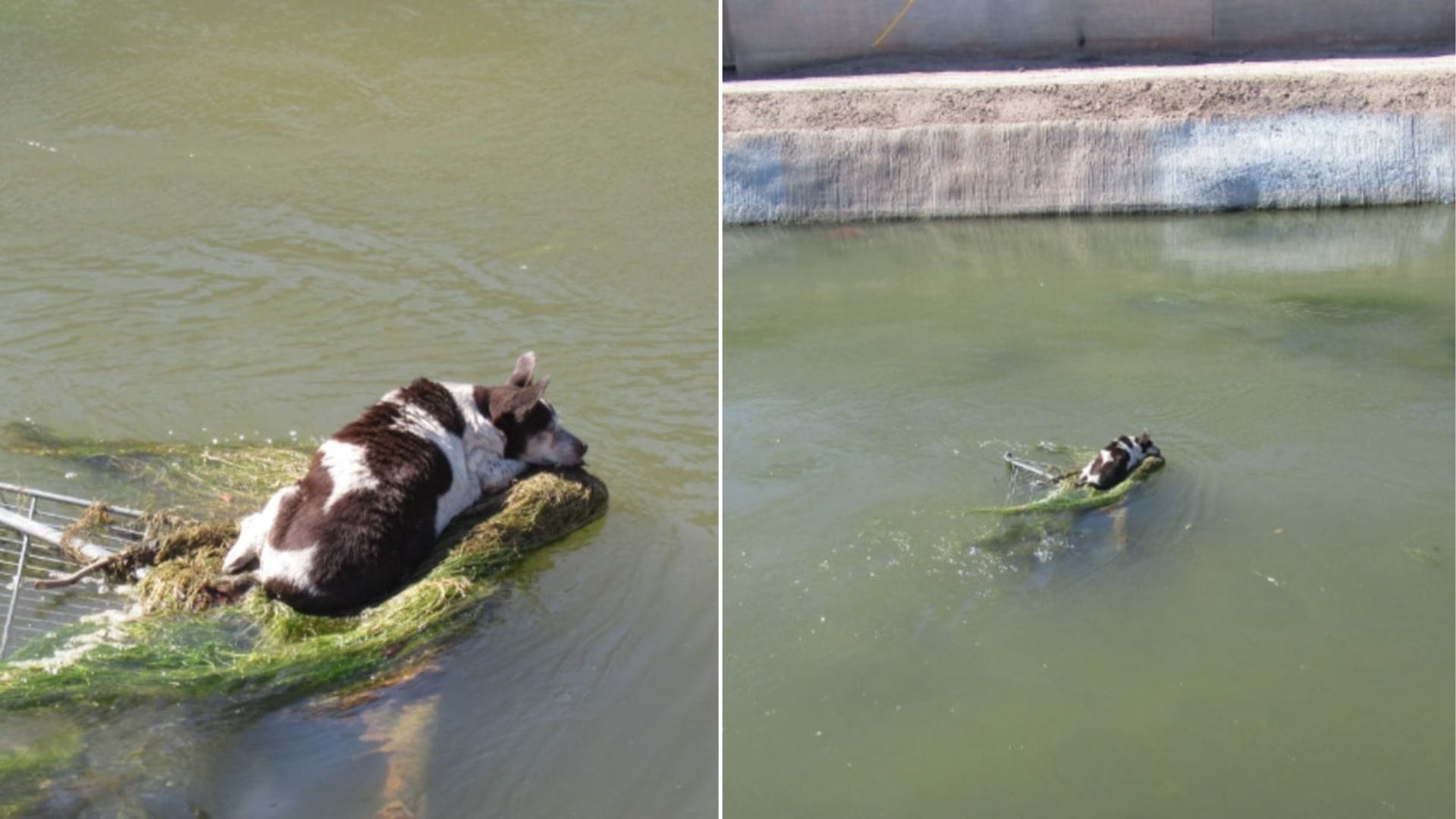 dog in canal