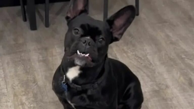 cute black dog