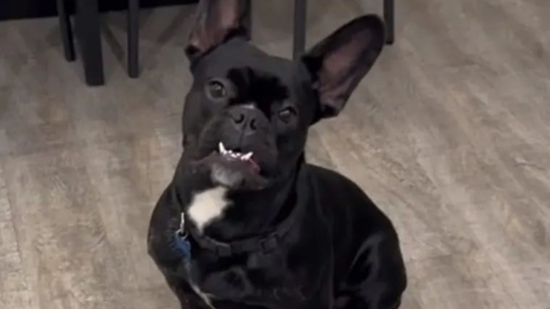 cute black dog