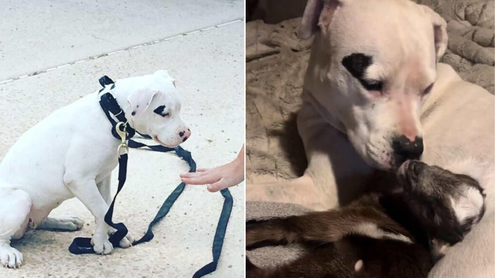 dog with baby goat