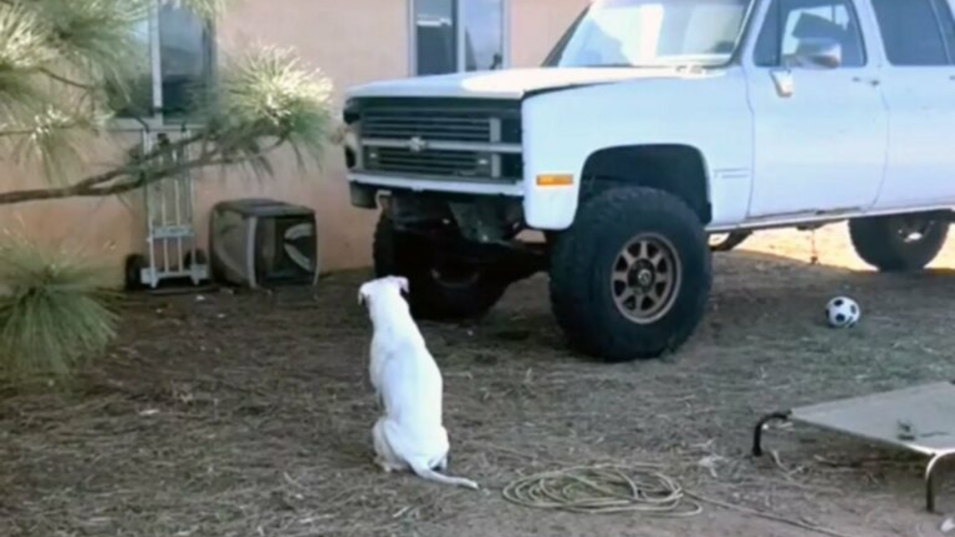 dog in yard next to car