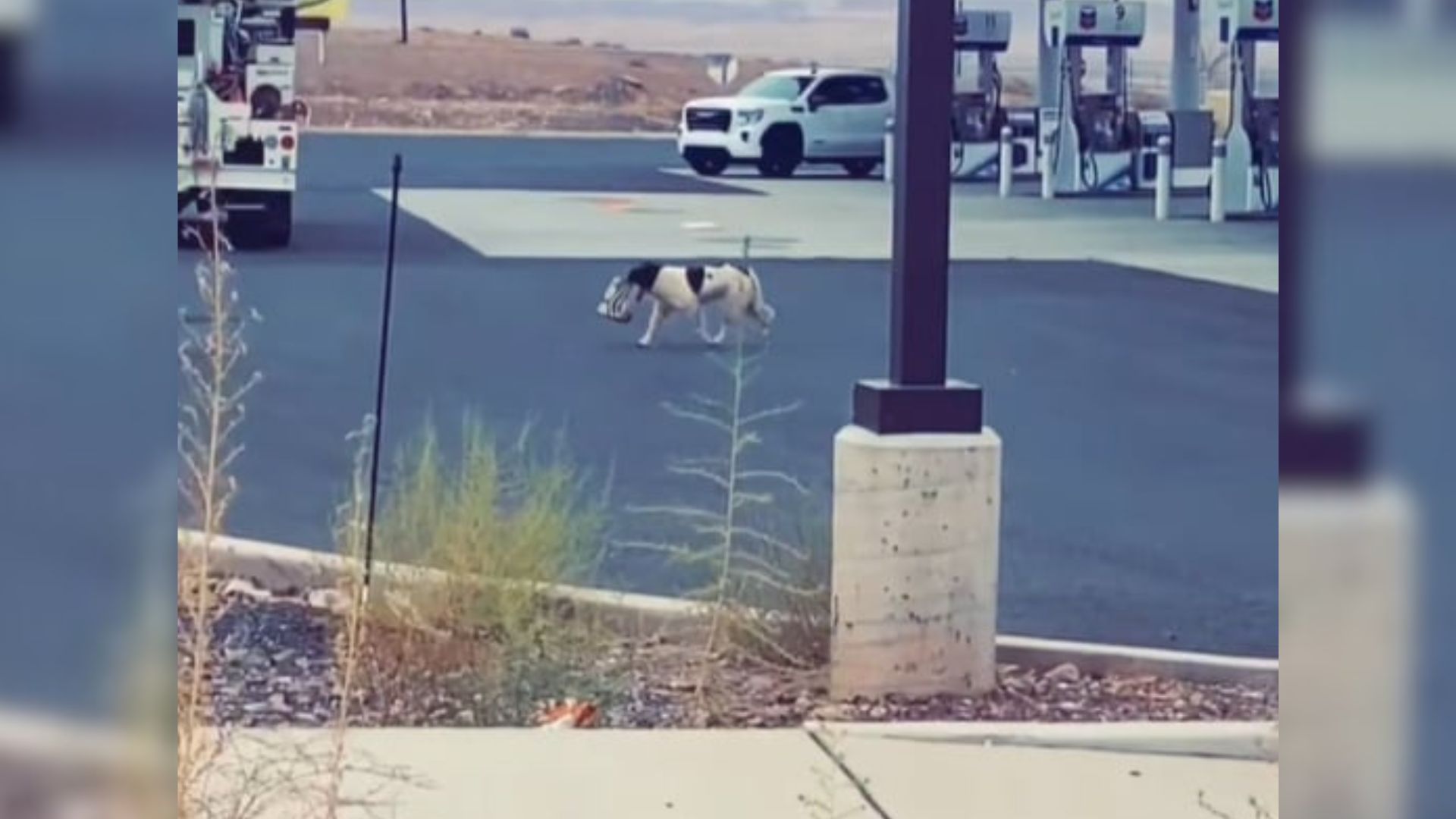hungry dog on parking lot