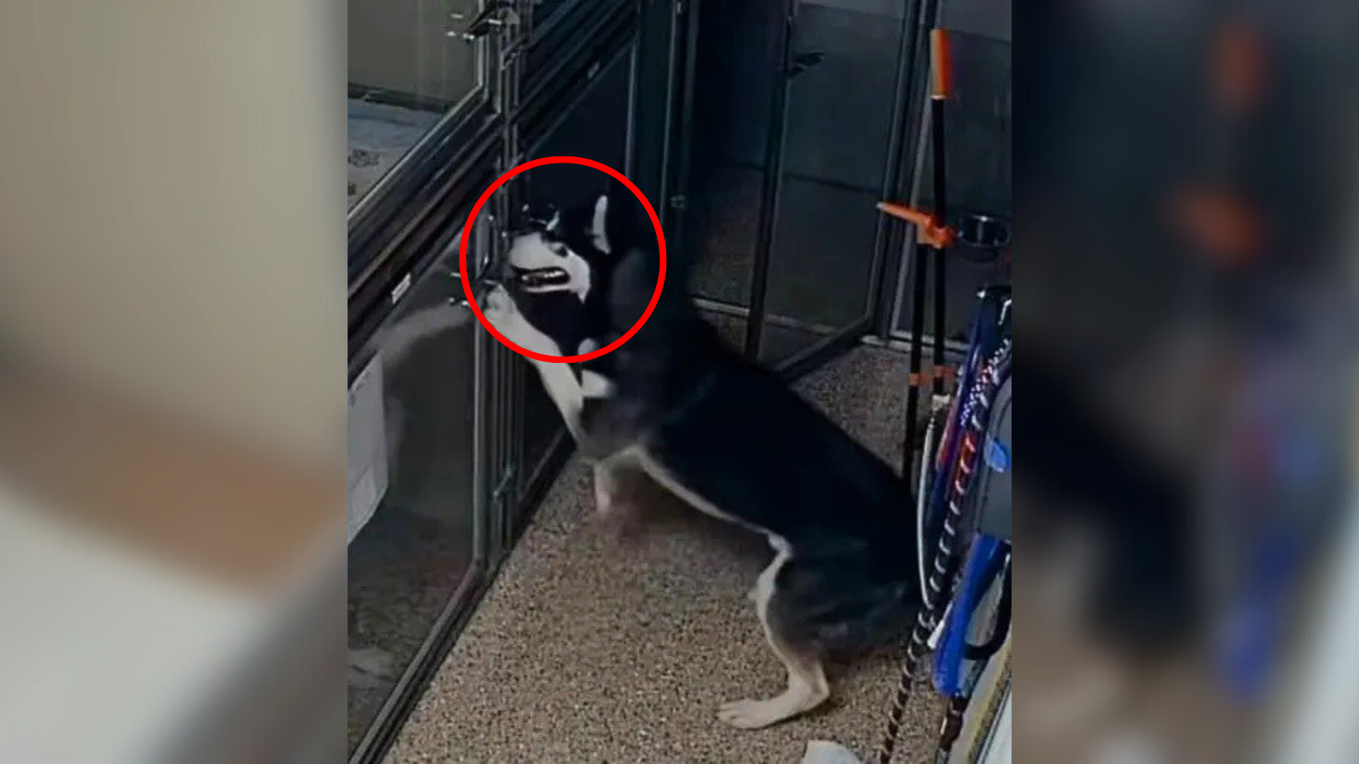 husky in kitchen