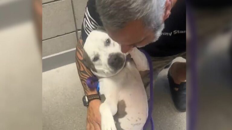 sweet white puppy