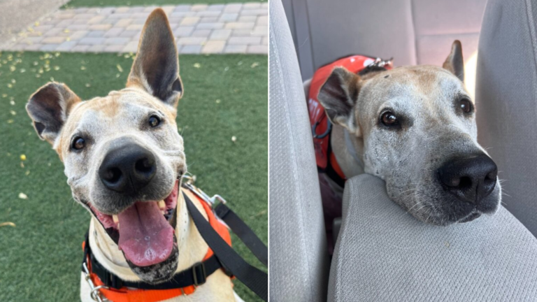 dog smiling and sad