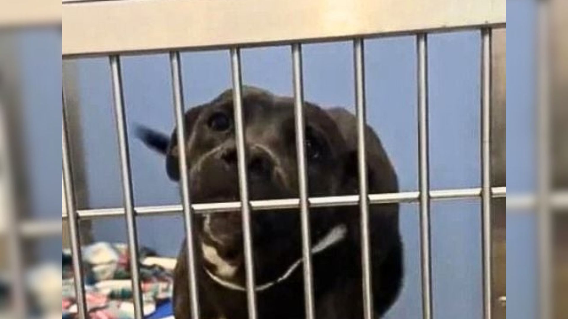 dog in shelter