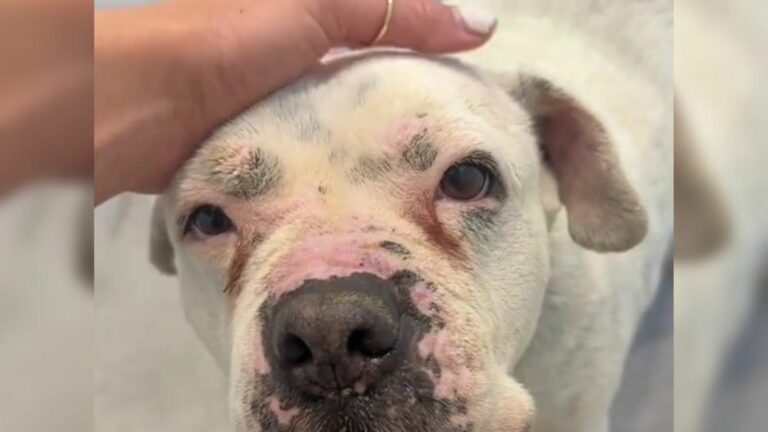 white dog in shelter