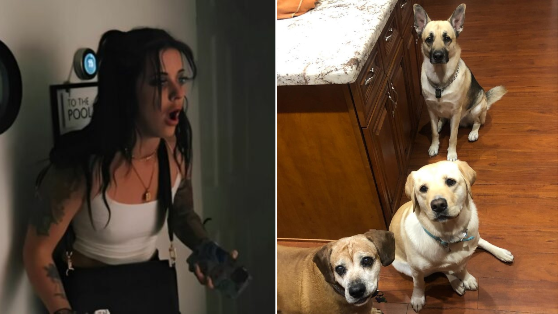 shocked woman and dogs