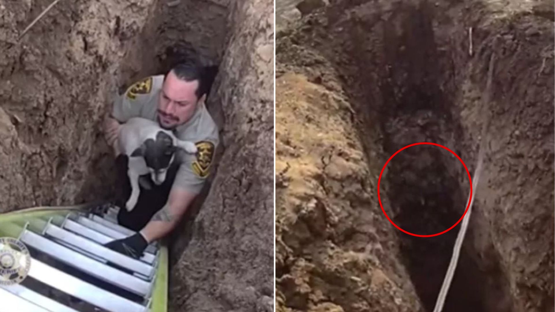man saving an animal in sinkhole
