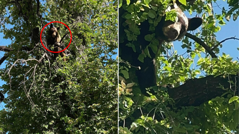bear stuck on tree