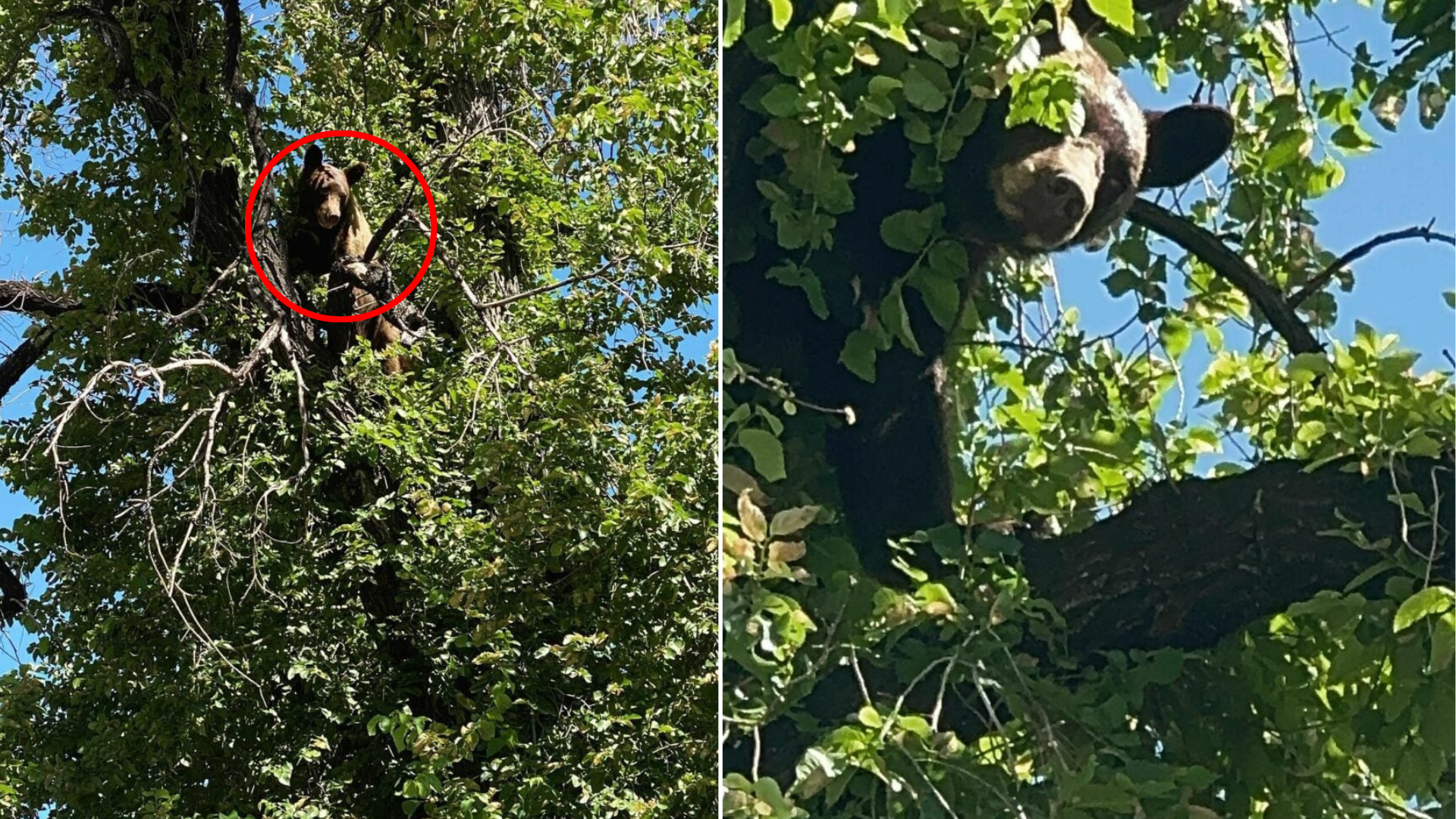 bear stuck on tree