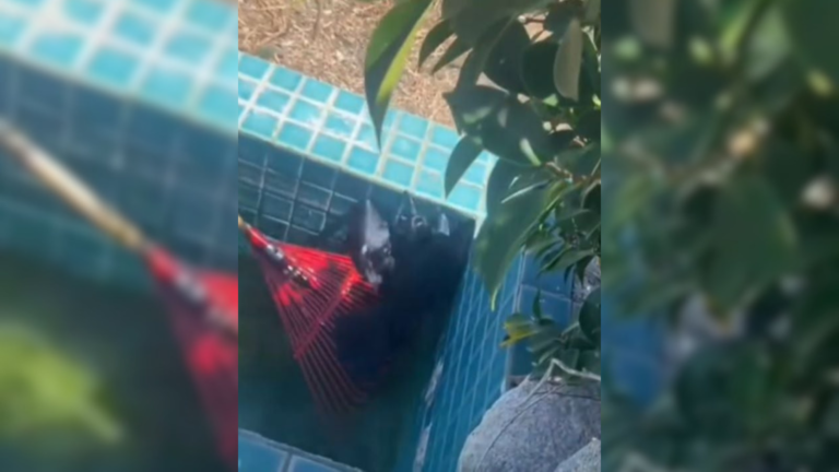 crow stuck in pool