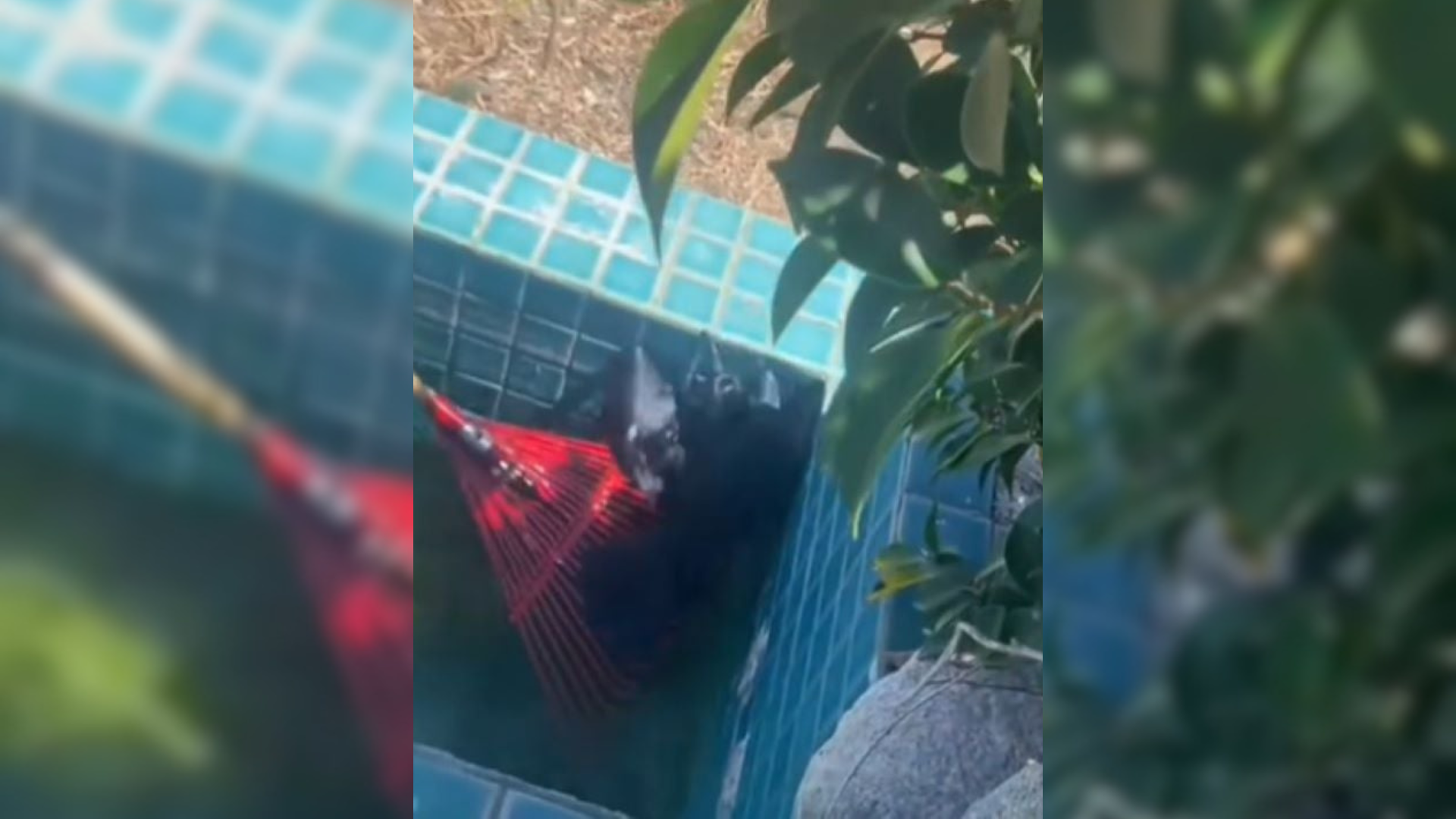 crow stuck in pool