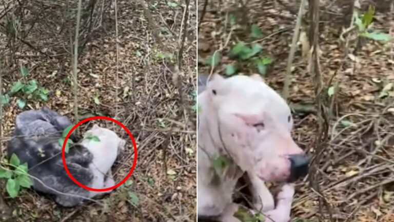 blind dog in forest