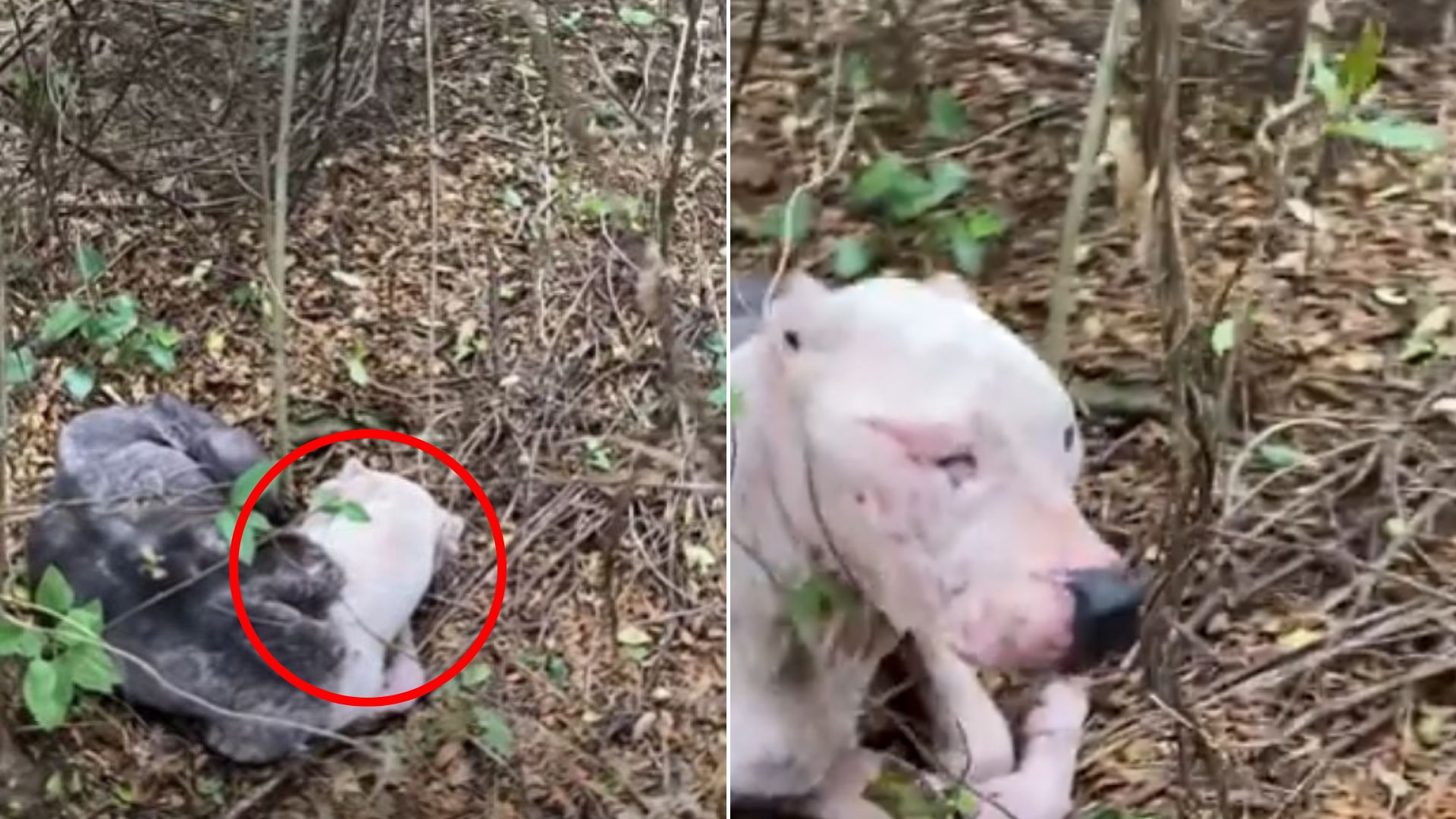 blind dog in forest