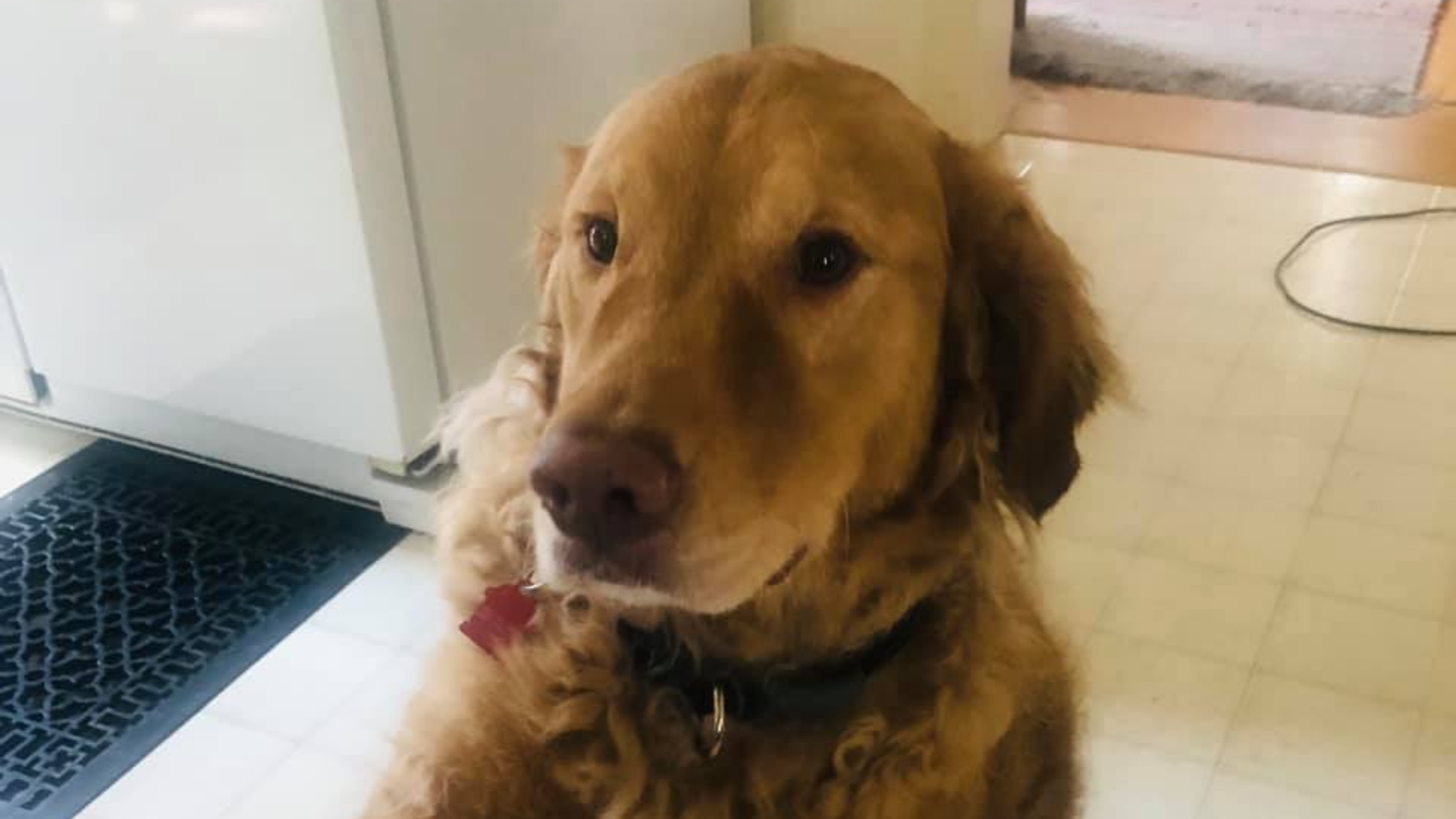 dog in kitchen