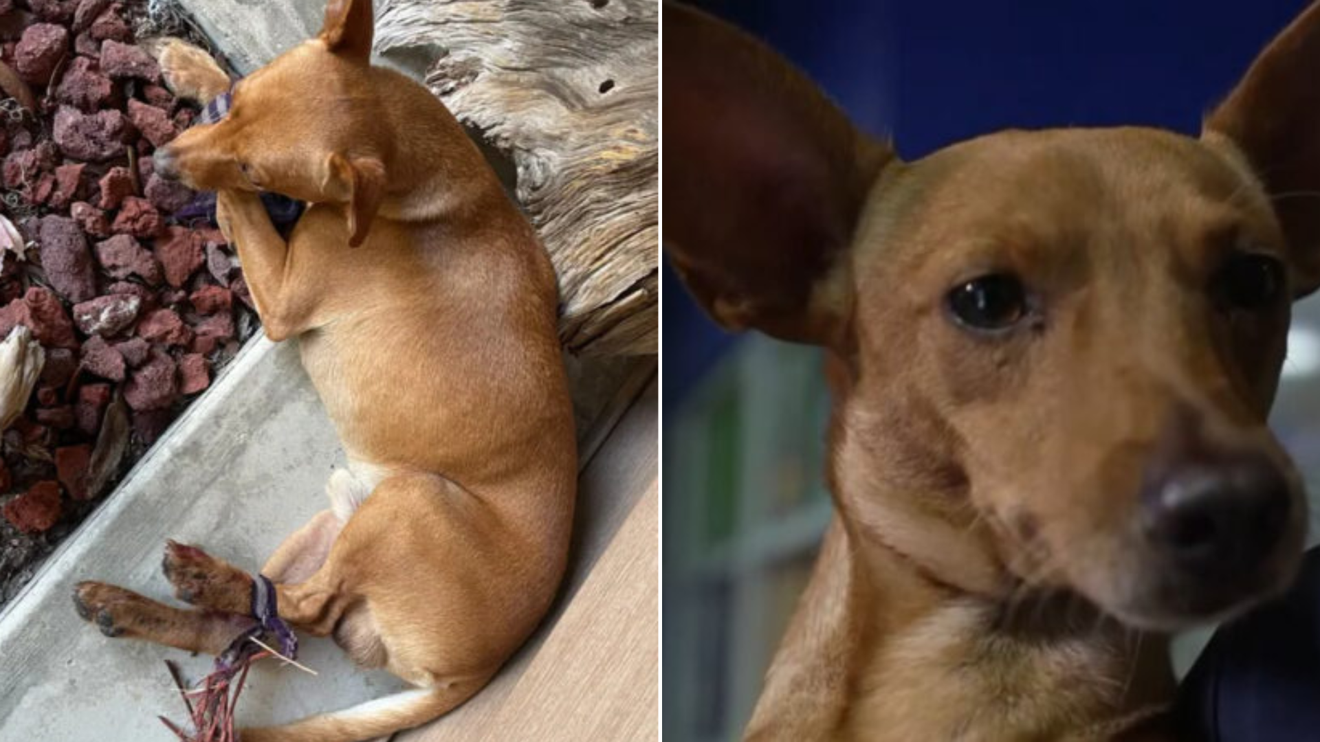 dog with bound legs